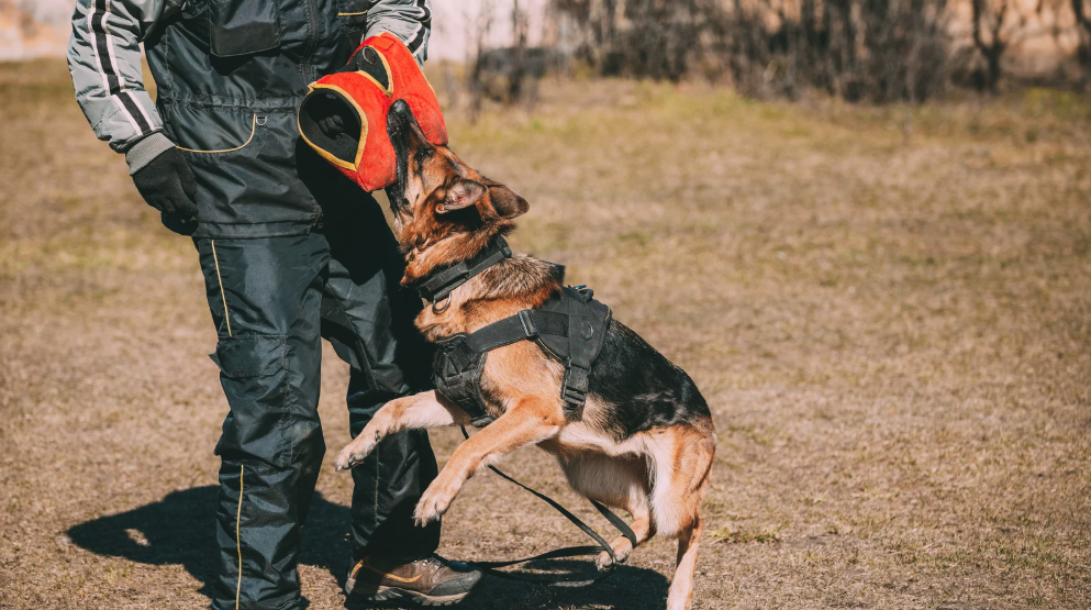 Protection Dog Training